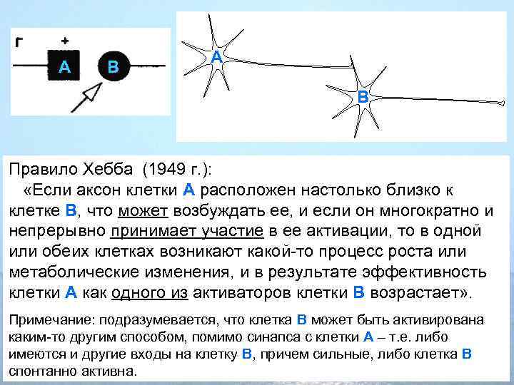 A B Правило Хебба (1949 г. ): «Если аксон клетки А расположен настолько близко