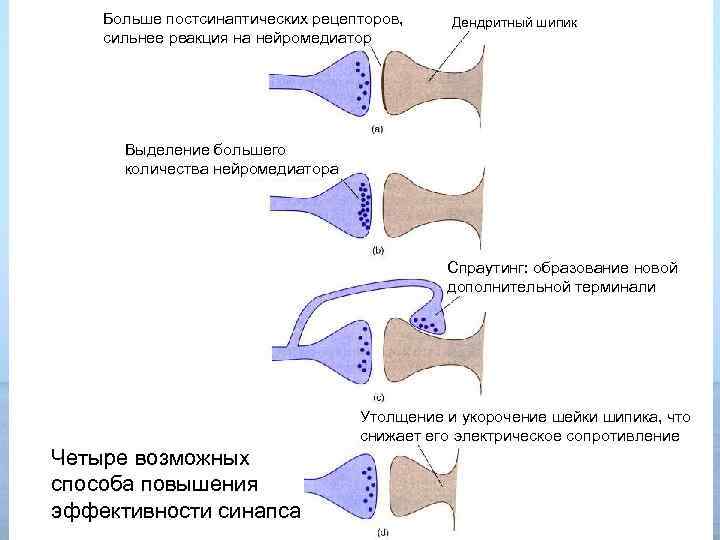 Больше постсинаптических рецепторов, сильнее реакция на нейромедиатор Дендритный шипик Выделение большего количества нейромедиатора Спраутинг: