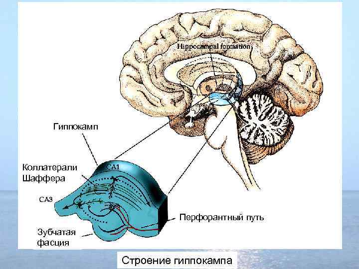Гиппокамп Коллатерали Шаффера Перфорантный путь Зубчатая фасция Строение гиппокампа 
