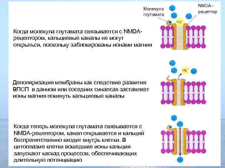 Молекула глутамата Когда молекула глутамата связывается с NMDAрецептором, кальциевые каналы не могут открыться, поскольку