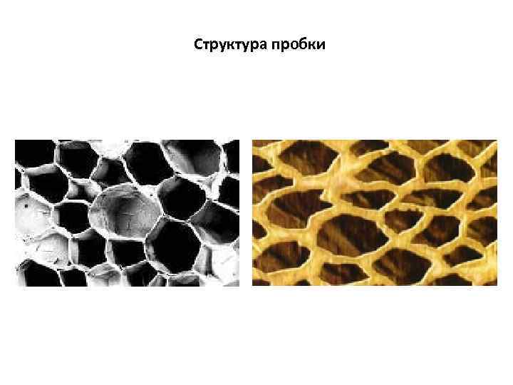 Структура пробки 