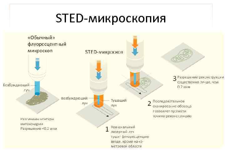 STED-микроскопия 