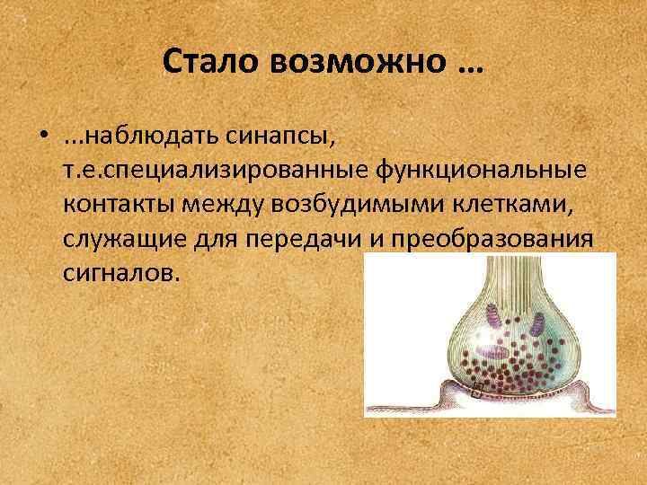 Стало возможно … • . . . наблюдать синапсы, т. е. специализированные функциональные контакты