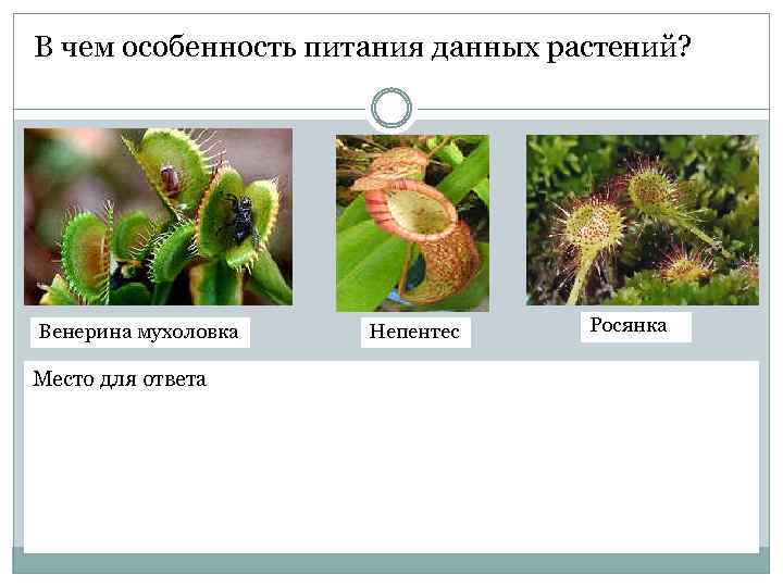 В чем особенность питания данных растений? Венерина мухоловка Место для ответа Непентес Росянка 