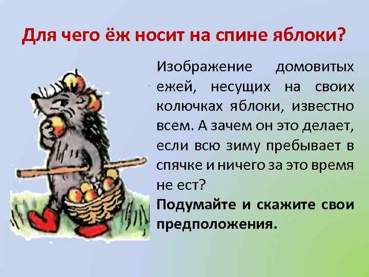 Для чего ёж носит на спине яблоки? Изображение домовитых ежей, несущих на своих колючках