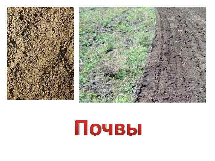 Почвы 