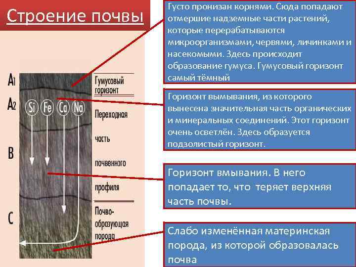 Строение почвы Густо пронизан корнями. Сюда попадают отмершие надземные части растений, которые перерабатываются микроорганизмами,