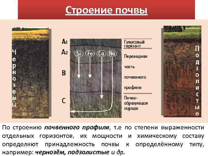 Структура почвы. Строение гумусовой почвы. Мощность гумусового горизонта почв. Факторы определяющие строение почвенного профиля. Гумусовый слой почвы.