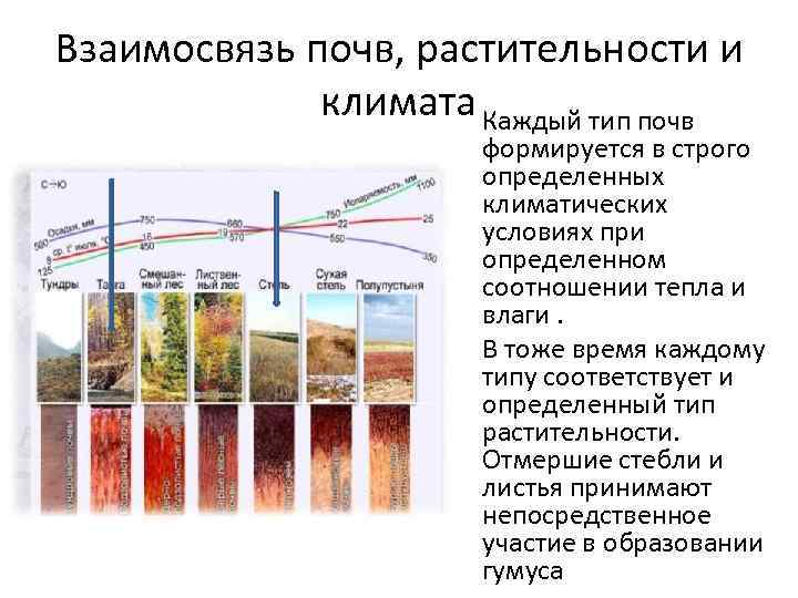 Классификация и изображение на картах почвенно растительного покрова