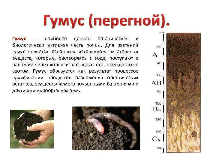 Гумус (перегной). Гумус — наиболее ценная органическая и биологически активная часть почвы. Для растений