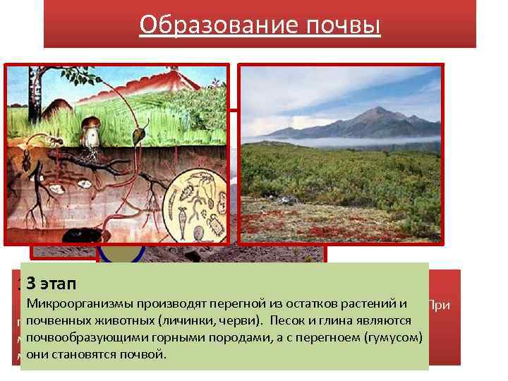 Модель образования почвы. Образование почвы. Процесс образования почвы. Почва образование почвы. Стадии образования почвы.