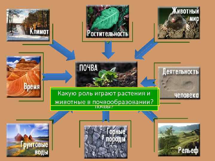 Какие компоненты климата оказывают Какую роль играют растения и Какое влияние оказывает уровень Какие