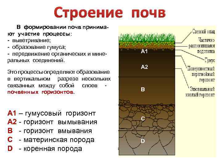 Строение почв В формировании почв принимают участие процессы: - выветривание; - образование гумуса; -