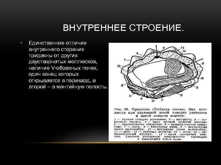 ВНУТРЕННЕЕ СТРОЕНИЕ. • Единственное отличие внутреннего сторения тридакны от других двустворчатых моллюсков, наличие V-образных