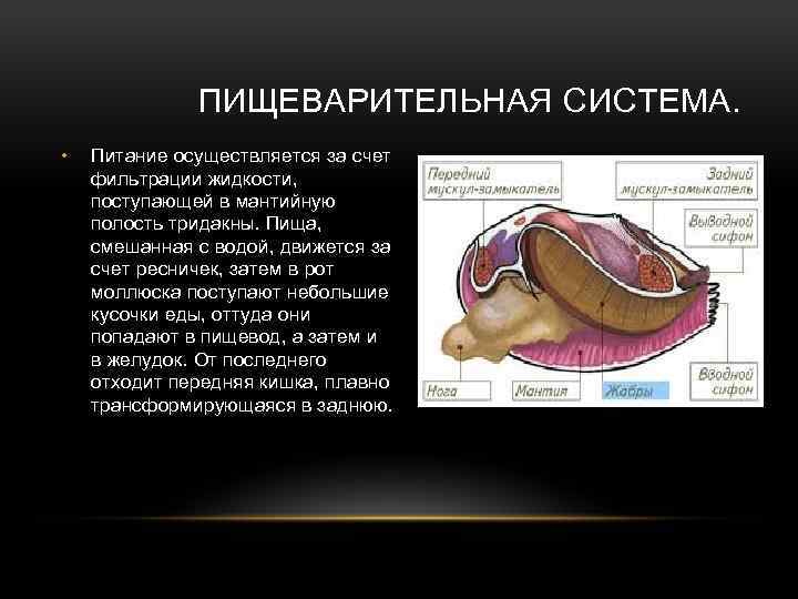 Пищеварительная система моллюсков