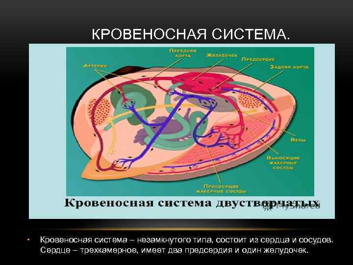 КРОВЕНОСНАЯ СИСТЕМА. • Кровеносная система – незамкнутого типа, состоит из сердца и сосудов. Сердце