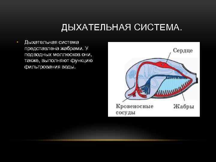 ДЫХАТЕЛЬНАЯ СИСТЕМА. • Дыхательная система представлена жабрами. У подводных моллюсков они, также, выполняют функцию