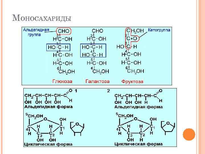 МОНОСАХАРИДЫ 
