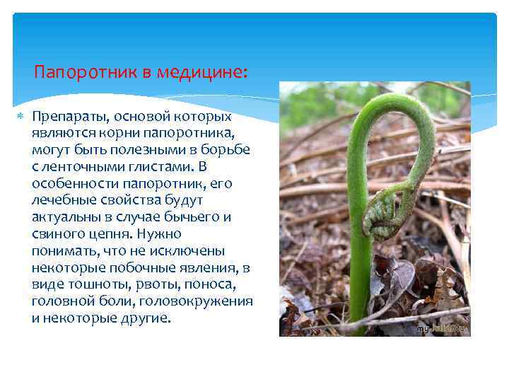 Папоротник в медицине: Препараты, основой которых являются корни папоротника, могут быть полезными в борьбе