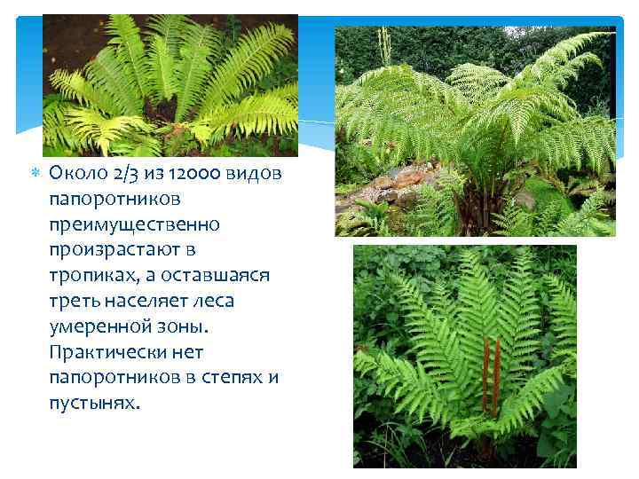  Около 2/3 из 12000 видов папоротников преимущественно произрастают в тропиках, а оставшаяся треть