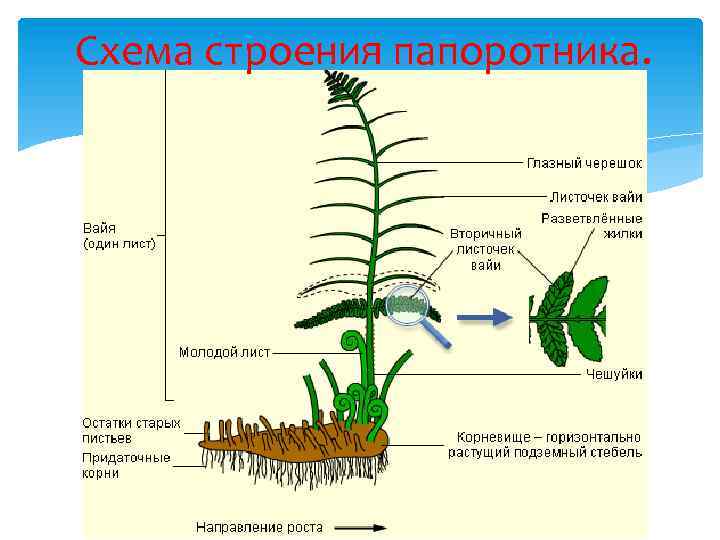 Лабораторная работа строение папоротника 7 класс