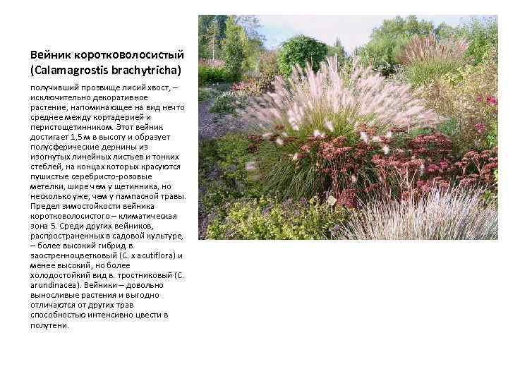 Вейник коротковолосистый (Calamagrostis brachytricha) получивший прозвище лисий хвост, – исключительно декоративное растение, напоминающее на