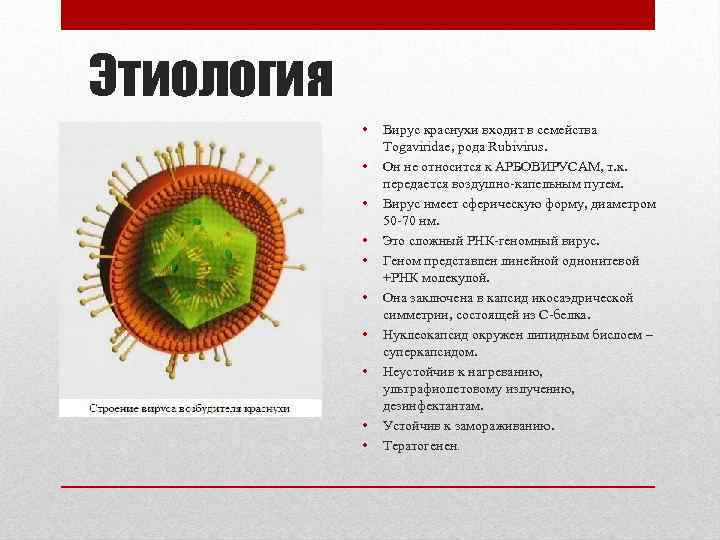 Этиология • • • Вирус краснухи входит в семейства Togaviridae, рода Rubivirus. Он не