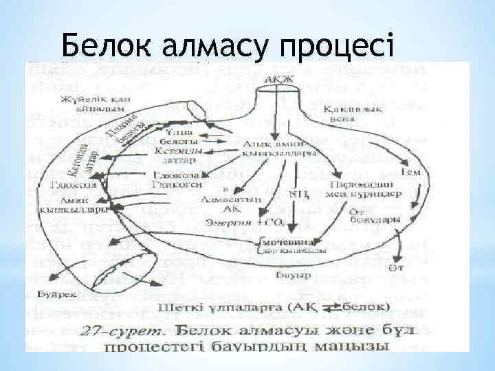 Белок алмасу процесі 