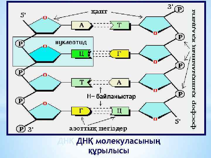 ДНҚ молекуласының құрылысы 