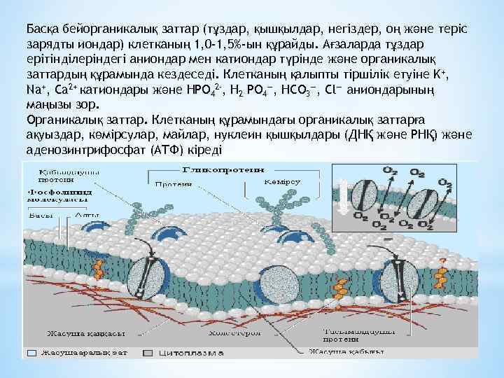 Басқа бейорганикалық заттар (тұздар, қышқылдар, негіздер, оң және теріс зарядты иондар) клетканың 1, 0