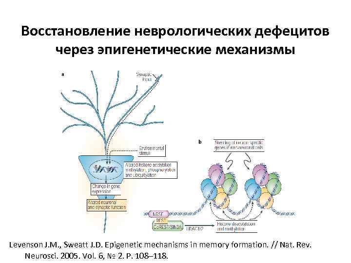 Восстановление неврологических дефецитов через эпигенетические механизмы Levenson J. M. , Sweatt J. D. Epigenetic