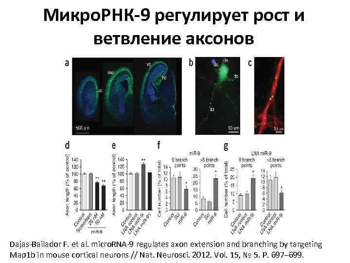 Микро. РНК-9 регулирует рост и ветвление аксонов Dajas-Bailador F. et al. micro. RNA-9 regulates