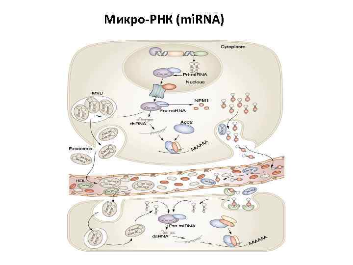 Микро-РНК (mi. RNA) 