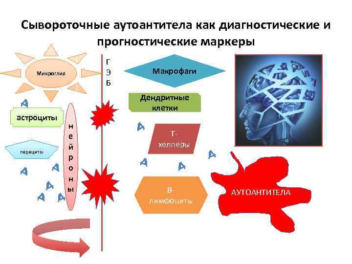 Сывороточные аутоантитела как диагностические и прогностические маркеры Г Э Б Микроглия астроциты перециты Макрофаги