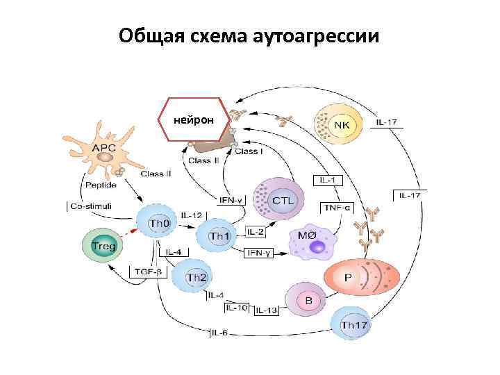 Общая схема аутоагрессии нейрон 