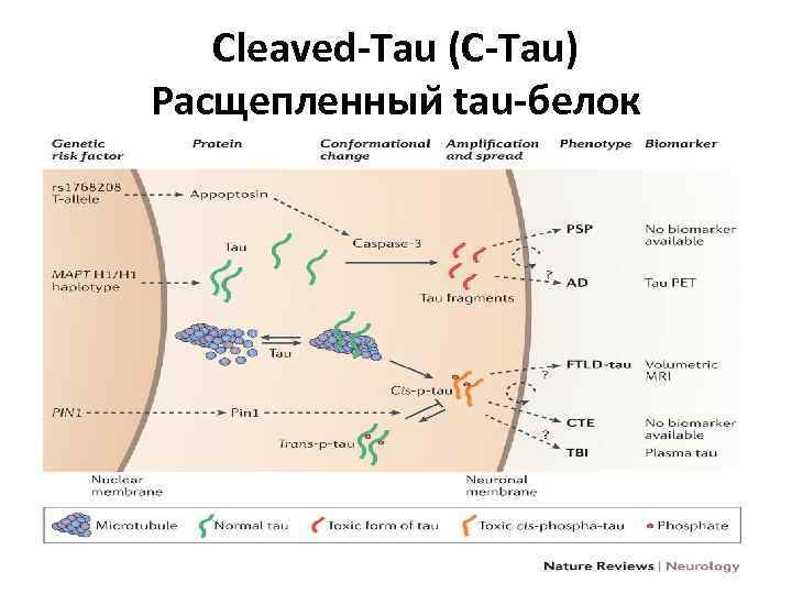 Cleaved-Tau (C-Tau) Расщепленныи tau-белок 