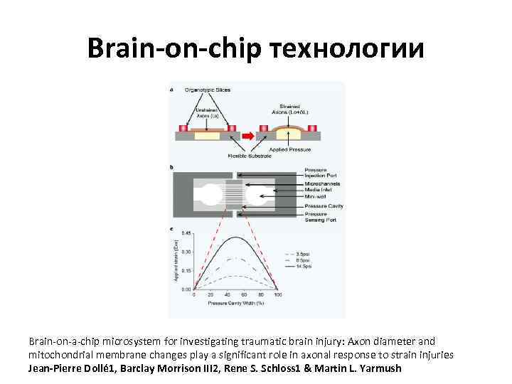 Brain-on-chip технологии Brain-on-a-chip microsystem for investigating traumatic brain injury: Axon diameter and mitochondrial membrane