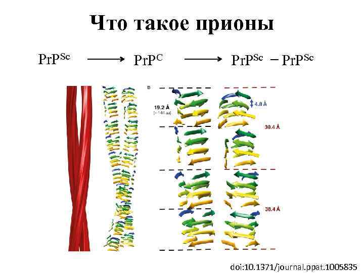 Что такое прионы Pr. PSc Pr. PC Pr. PSc doi: 10. 1371/journal. ppat. 1005835