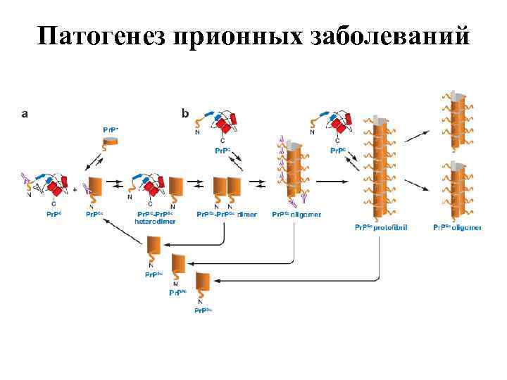 Патогенез прионных заболеваний 