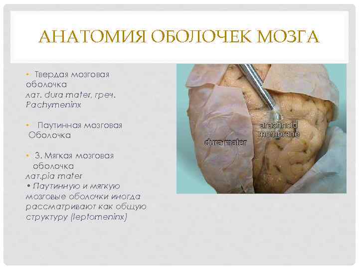 АНАТОМИЯ ОБОЛОЧЕК МОЗГА • Твердая мозговая оболочка лат. dura mater, греч. Pachymeninx • Паутинная