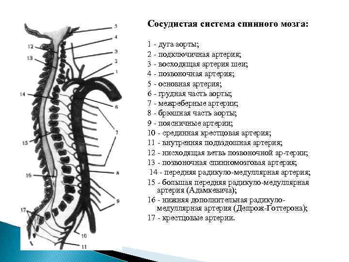 Сосудистая система спинного мозга: 1 дуга аорты; 2 подключичная артерия; 3 восходящая артерия шеи;