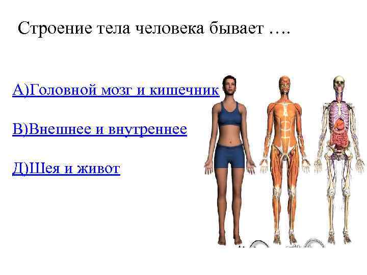 Строение тела человека бывает …. А)Головной мозг и кишечник В)Внешнее и внутреннее Д)Шея и