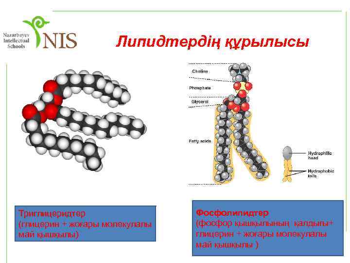 Липидтердің құрылысы Триглицеридтер (глицерин + жоғары молекулалы май қышқылы) Фосфолипидтер (фосфор қышқылының қалдығы+ глицерин