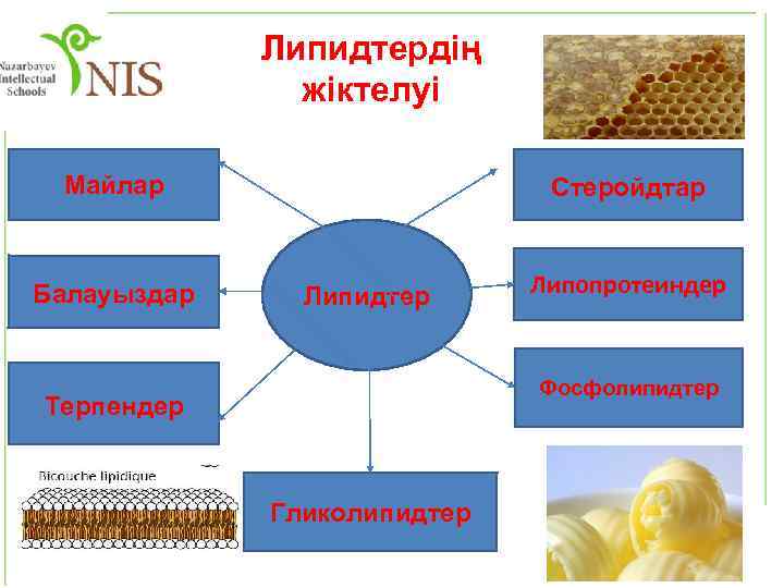 Липидтер алмасуы презентация