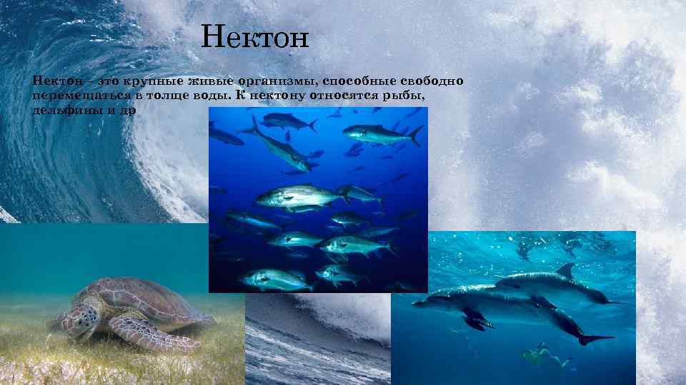 Нектон • Нектон – это крупные живые организмы, способные свободно перемещаться в толще воды.