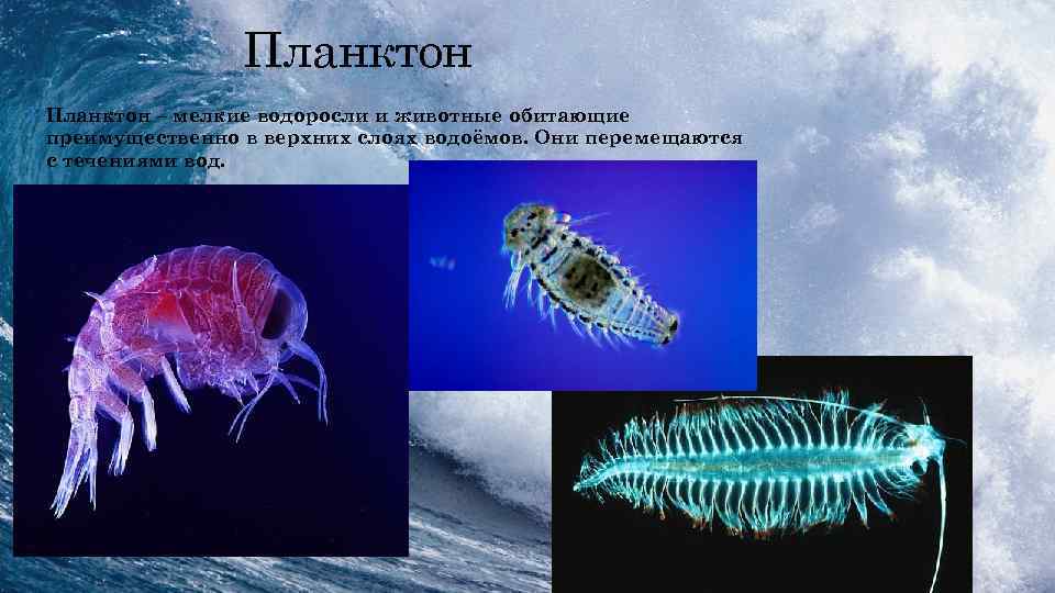 Планктон • Планктон – мелкие водоросли и животные обитающие преимущественно в верхних слоях водоёмов.