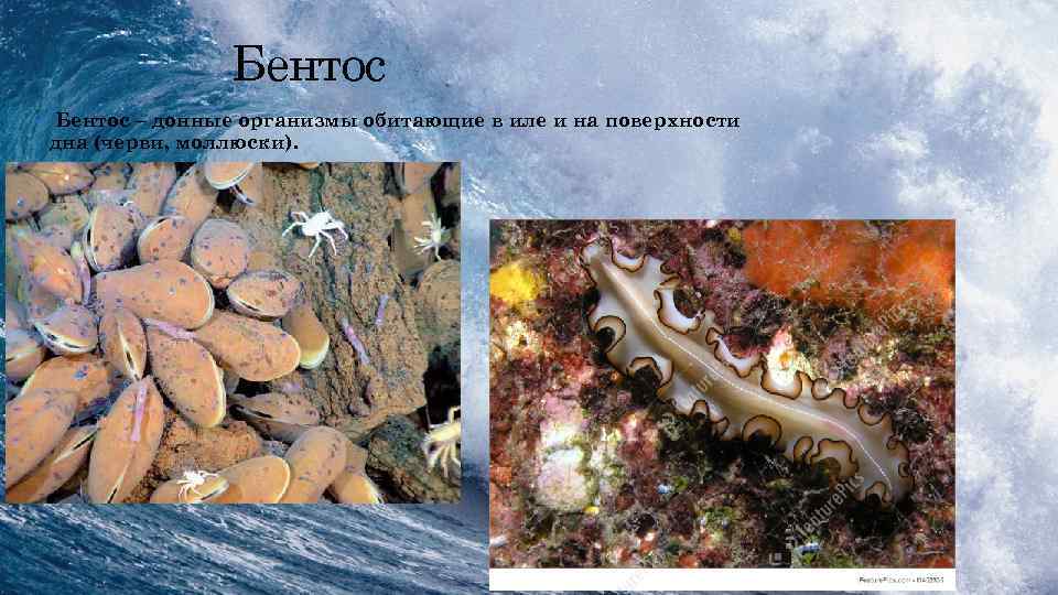Бентос • Бентос – донные организмы обитающие в иле и на поверхности дна (черви,