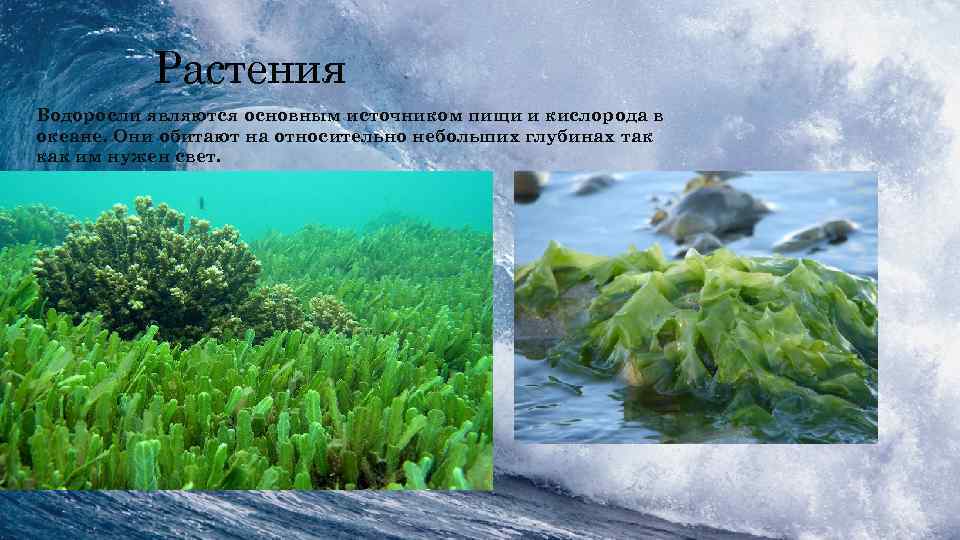 Растения • Водоросли являются основным источником пищи и кислорода в океане. Они обитают на