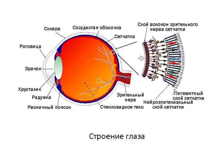Строение глаза 
