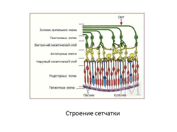 Строение сетчатки 